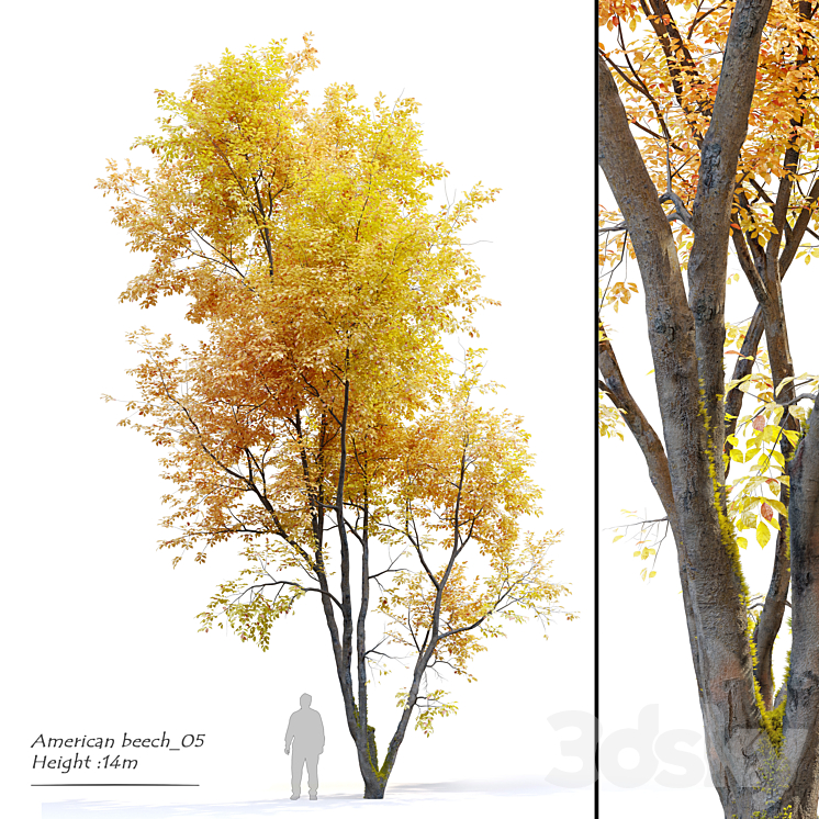 Autumn American beech 3DS Max Model - thumbnail 1