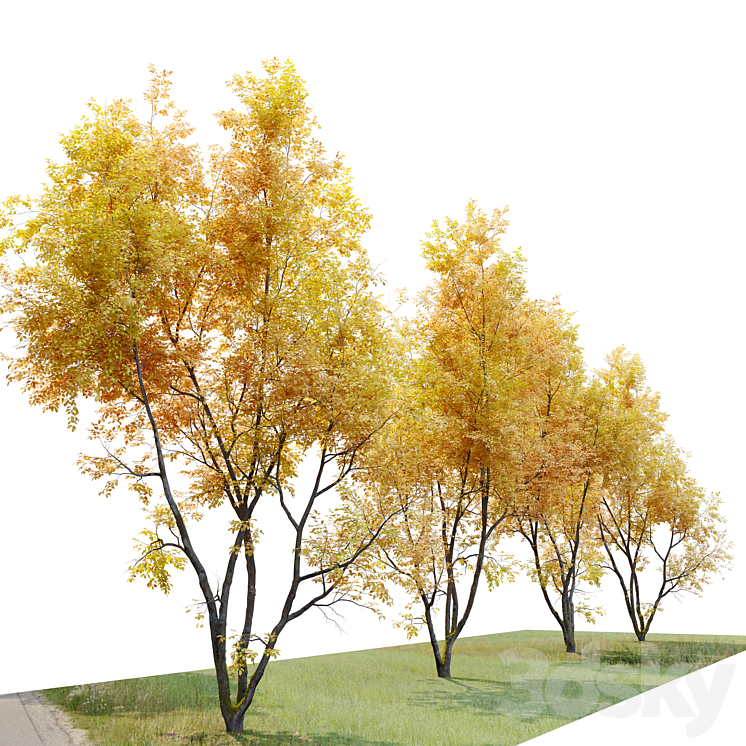 Autumn American beech 3DS Max Model - thumbnail 2