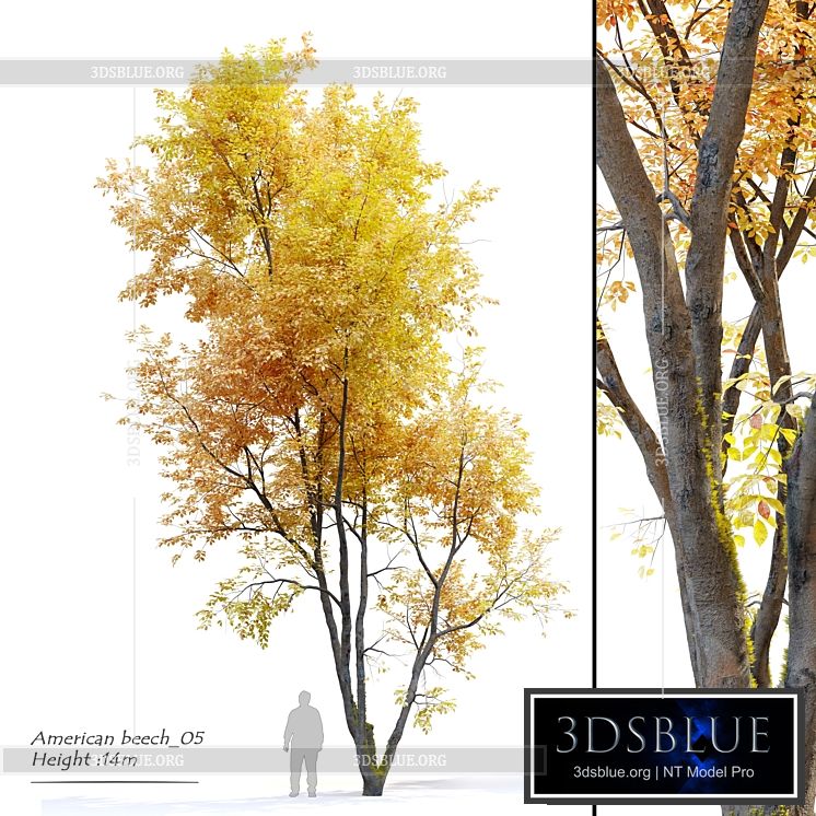 Autumn American beech 3DS Max - thumbnail 3