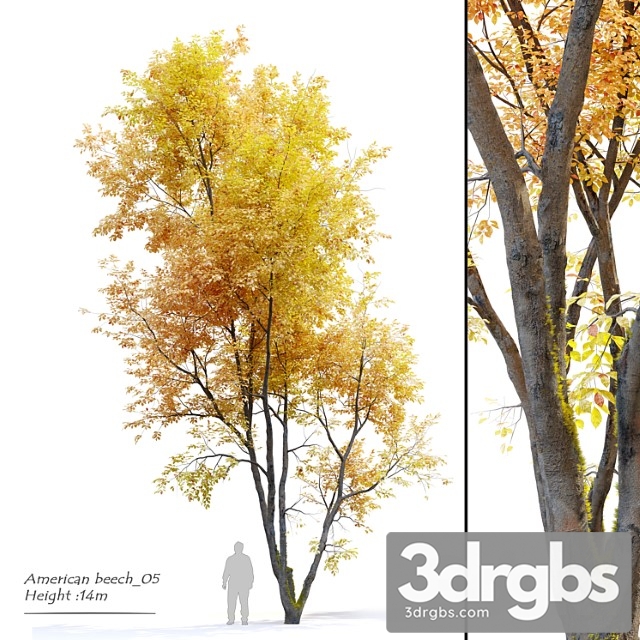 Autumn American Beech 3dsmax Download - thumbnail 1