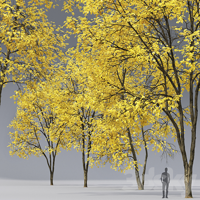 Autumn Ash | Ash-tree autumn # 3_4 (17-18m) 3DS Max Model - thumbnail 2