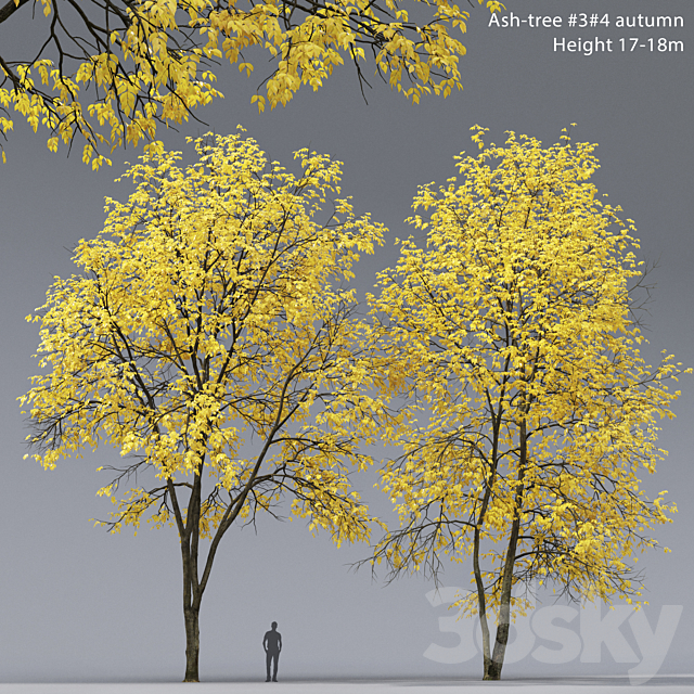 Autumn Ash | Ash-tree autumn # 3_4 (17-18m) 3dsMax Model - thumbnail 1