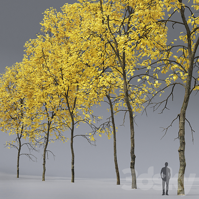 Autumn Ash | Ash-tree autumn # 5_6 (21.2-22.6m) 3DS Max Model - thumbnail 2