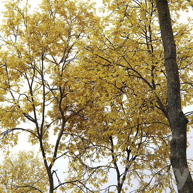 Autumn Ash | Ash-tree autumn # 5_6 (21.2-22.6m) 3DS Max Model - thumbnail 3