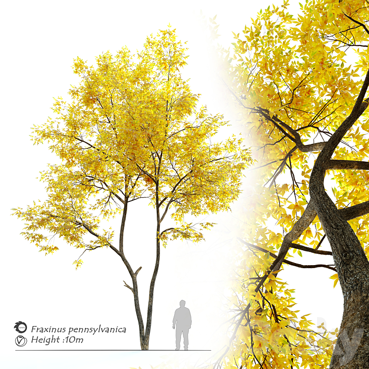 Autumn ash (Fraxinus pennsylvanica) 3DS Max - thumbnail 1