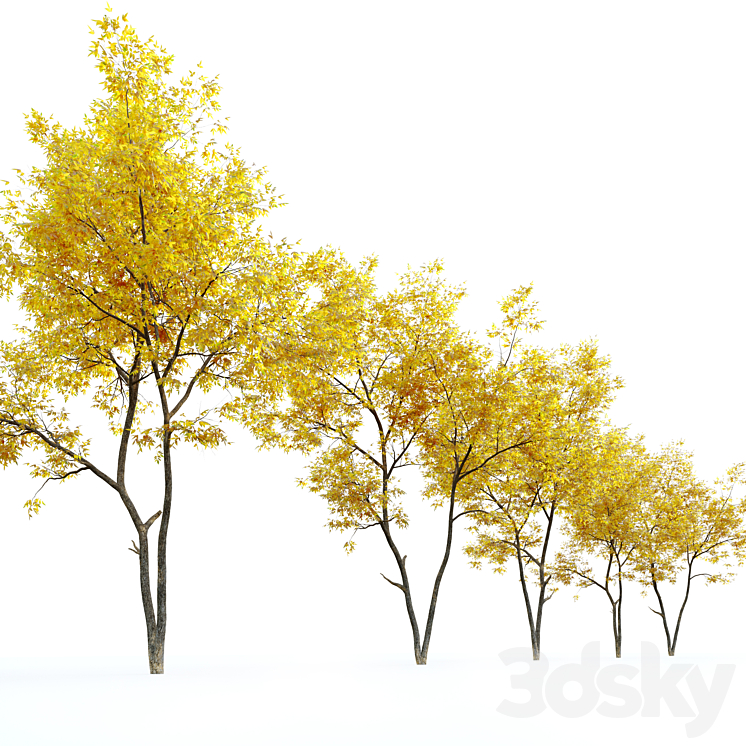 Autumn ash (Fraxinus pennsylvanica) 3DS Max - thumbnail 2