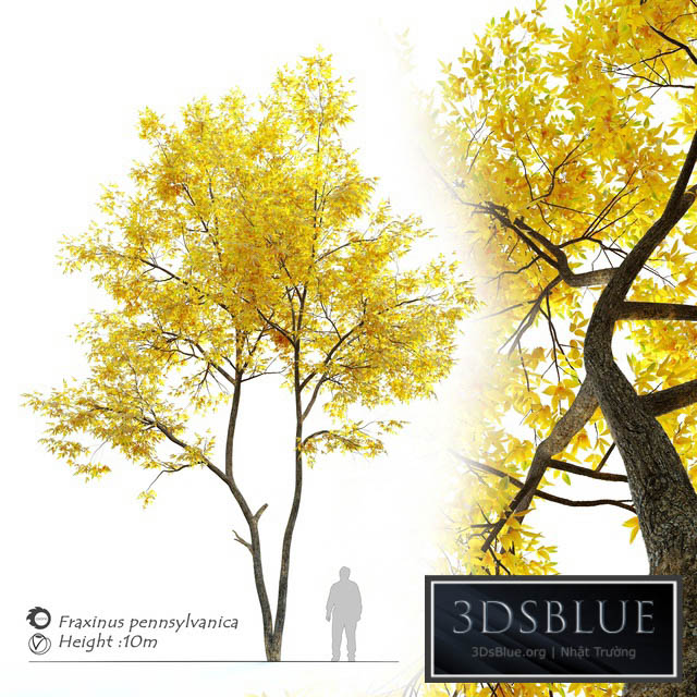 Autumn ash (Fraxinus pennsylvanica) 3DS Max - thumbnail 3