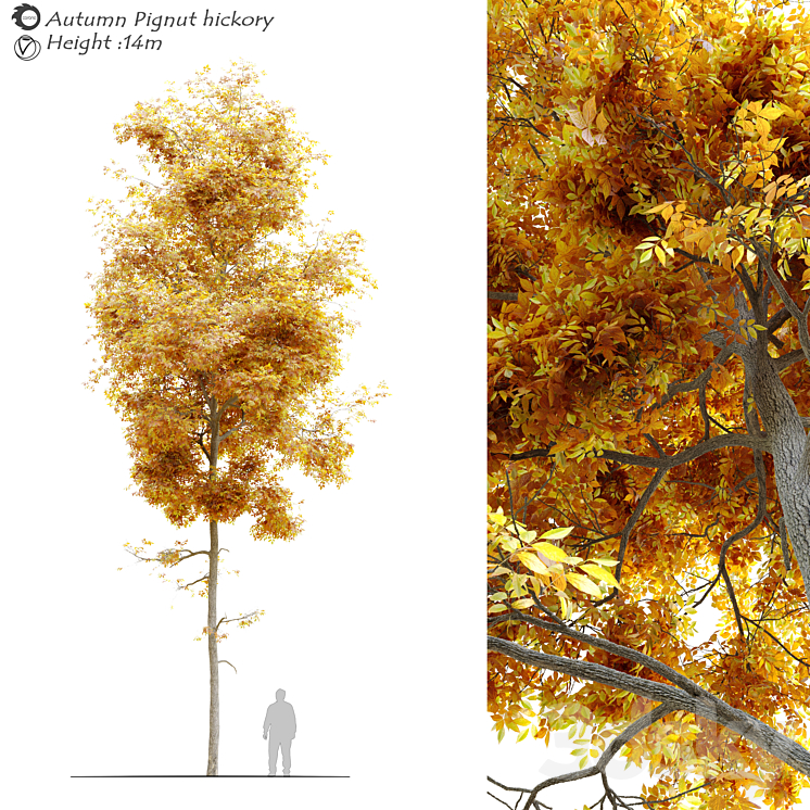 Autumn carya glabra (pignut hickory) 3DS Max - thumbnail 1