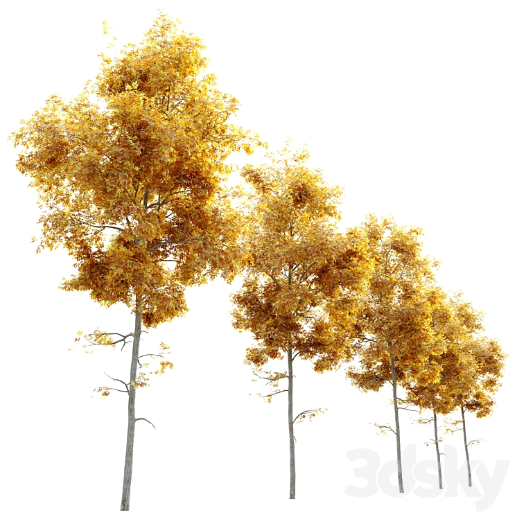 Autumn carya glabra (pignut hickory) 3DS Max - thumbnail 2