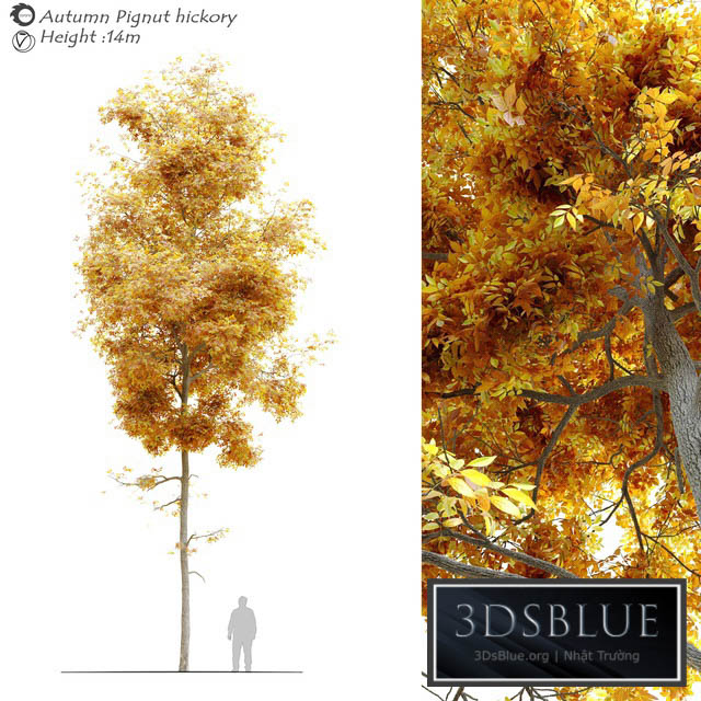 Autumn carya glabra (pignut hickory) 3DS Max - thumbnail 3