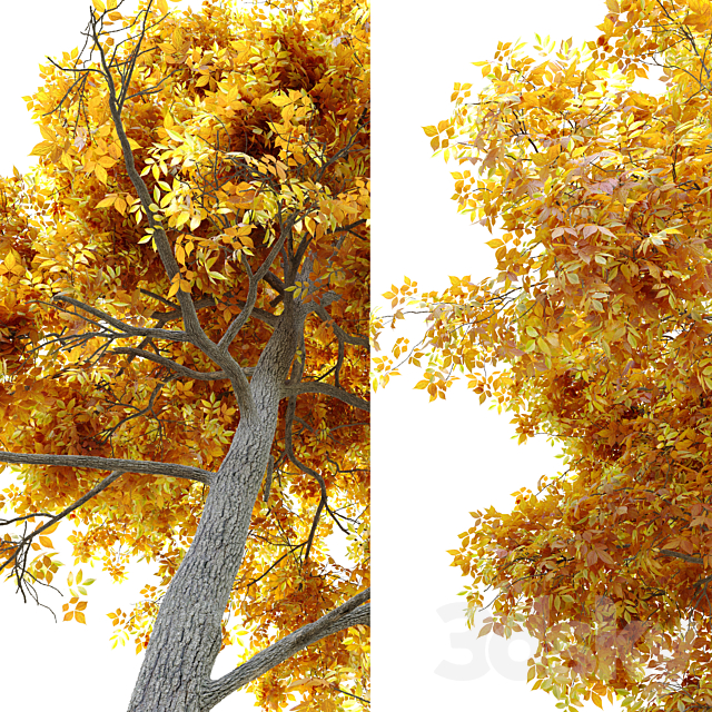 Autumn carya glabra (pignut hickory) 3DSMax File - thumbnail 3