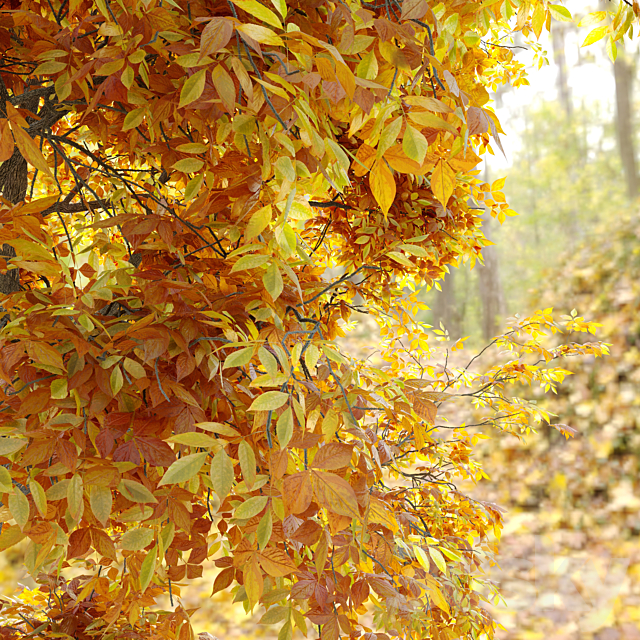 Autumn carya glabra (pignut hickory) 3DSMax File - thumbnail 4