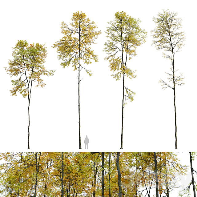 Autumn forest trees 3ds Max - thumbnail 1