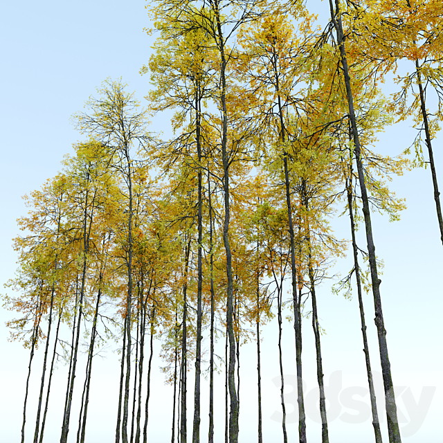 Autumn forest trees 3ds Max - thumbnail 2