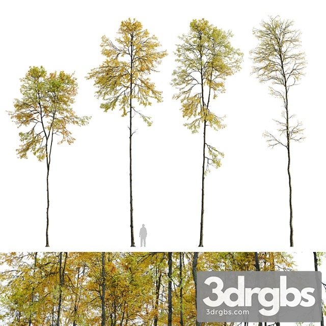 Autumn Forest Trees 3dsmax Download - thumbnail 1