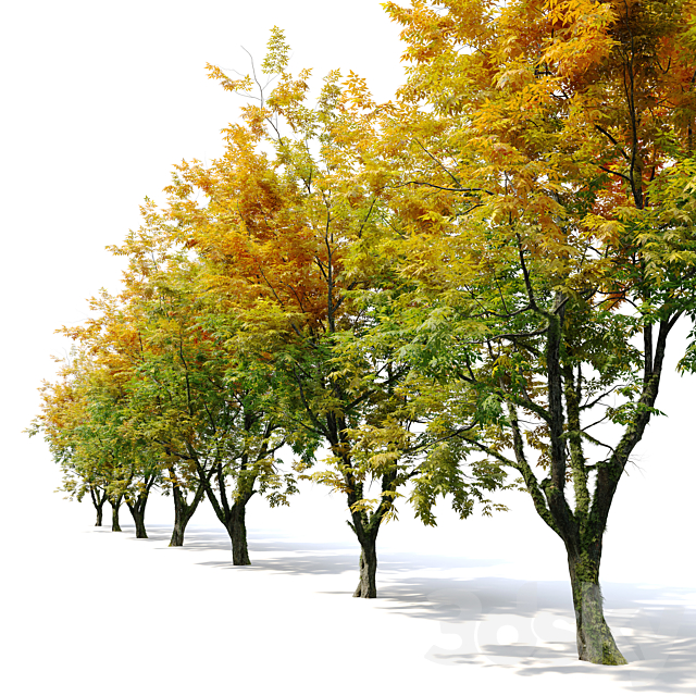 Autumn fraxinus pennsylvanica 3DS Max Model - thumbnail 2