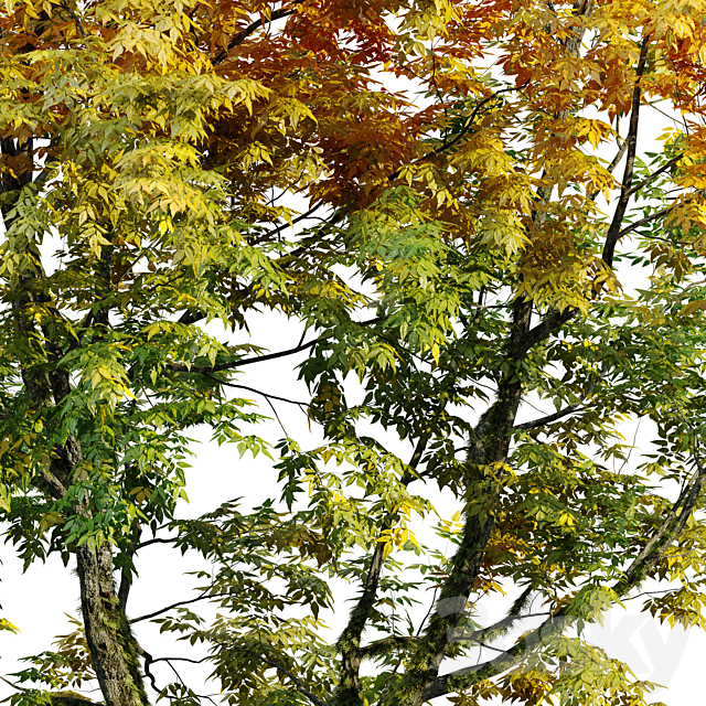 Autumn fraxinus pennsylvanica 3DS Max Model - thumbnail 3