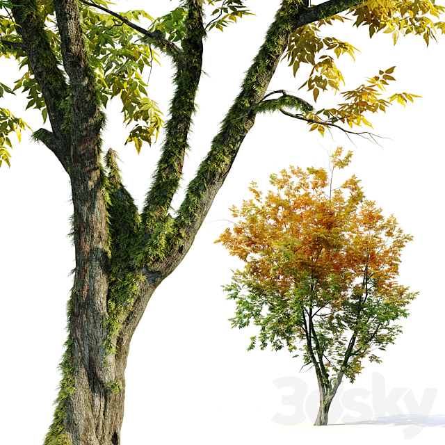 Autumn fraxinus pennsylvanica 3DS Max Model - thumbnail 4