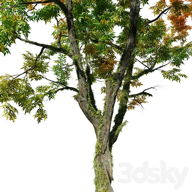 Autumn fraxinus pennsylvanica 3DS Max Model - thumbnail 5