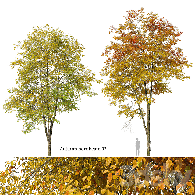 Autumn hornbeam tree 02 3ds Max - thumbnail 1