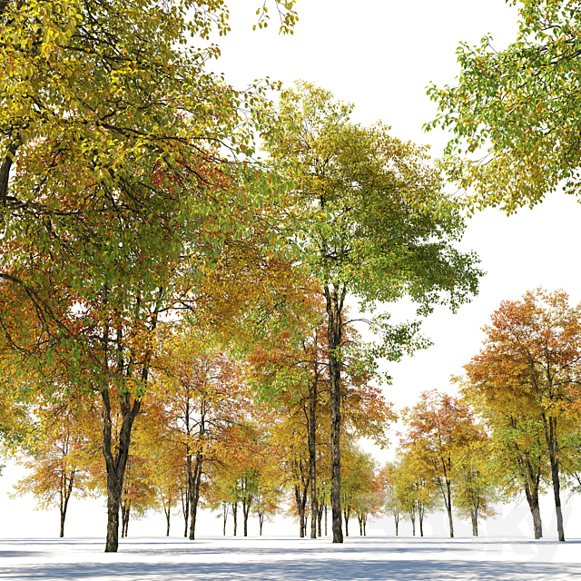 Autumn hornbeam tree 02 3ds Max - thumbnail 2