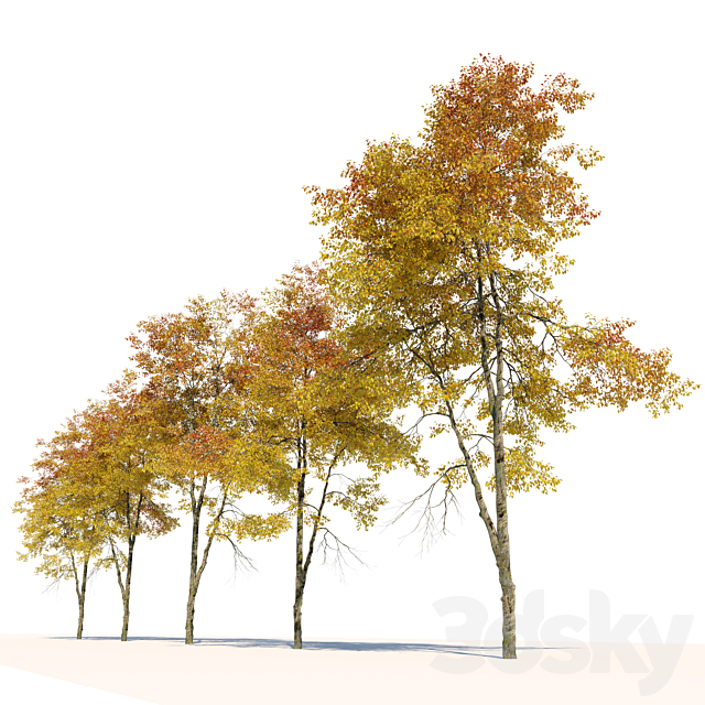 Autumn hornbeam tree 02 3ds Max - thumbnail 3