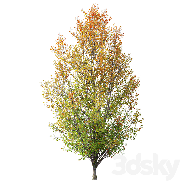 Autumn pear tree 02 3DS Max Model - thumbnail 2