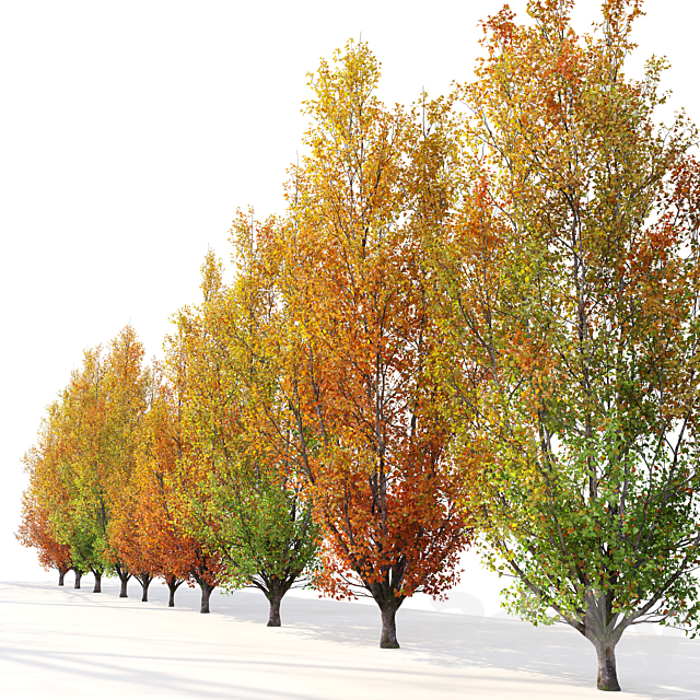 Autumn pear tree 02 3DS Max Model - thumbnail 4