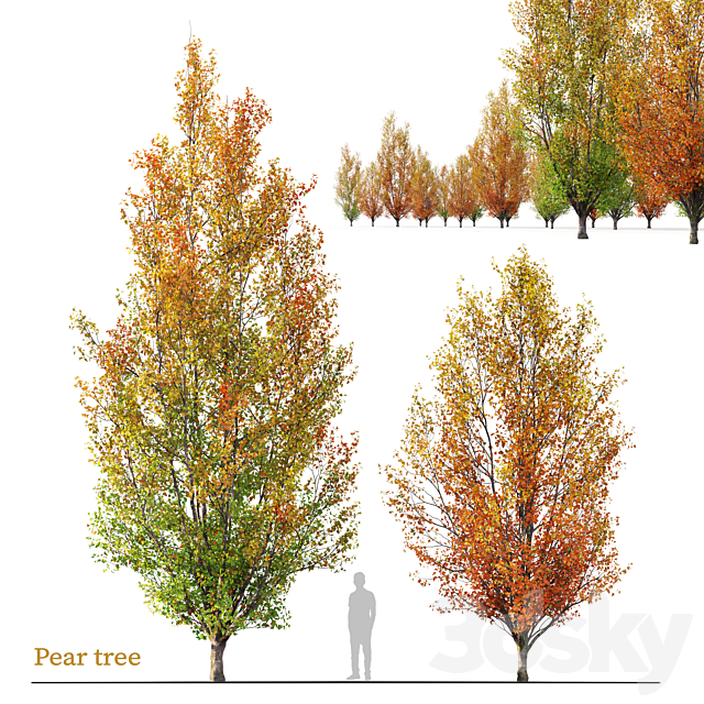 Autumn pear tree 02 3dsMax Model - thumbnail 1