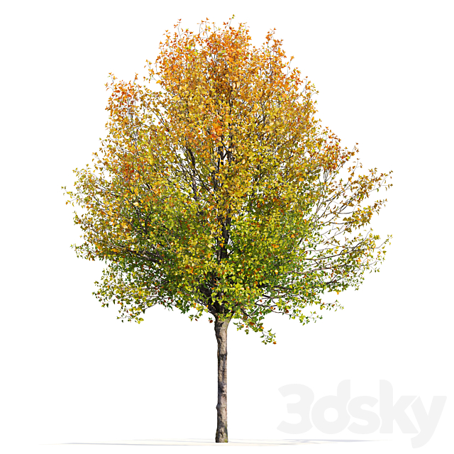 Autumn pear tree 3DS Max Model - thumbnail 2