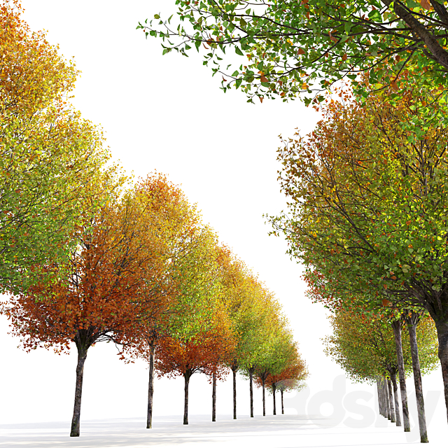 Autumn pear tree 3DS Max Model - thumbnail 5