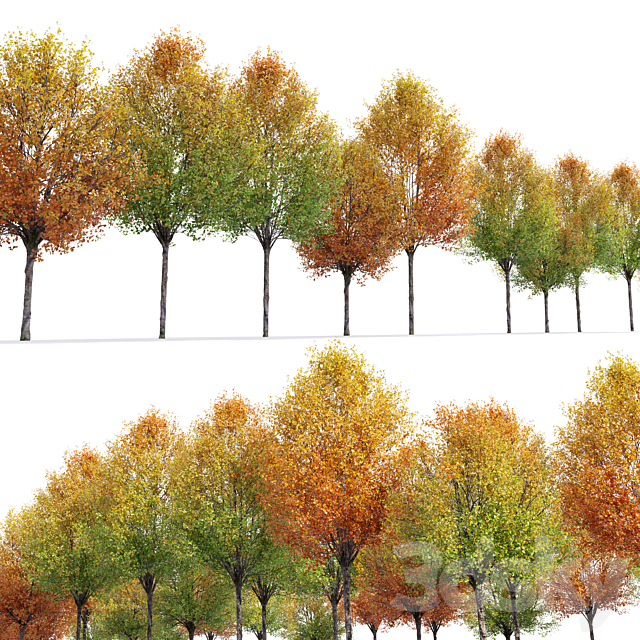 Autumn pear tree 3DS Max Model - thumbnail 6