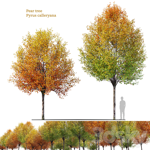 Autumn pear tree 3dsMax Model - thumbnail 1