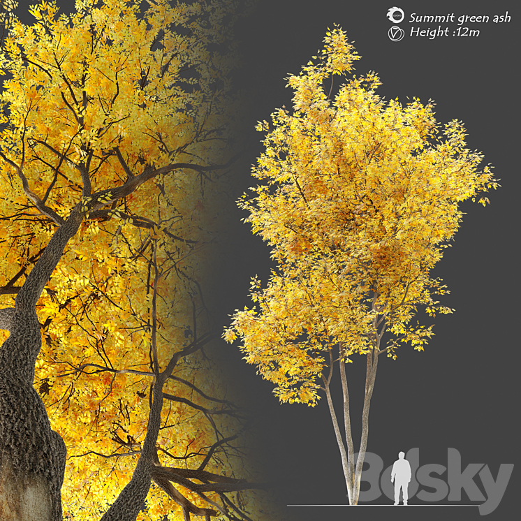 Autumn summit green ash (Fraxinus pennsylvanica Summit) 3DS Max - thumbnail 1