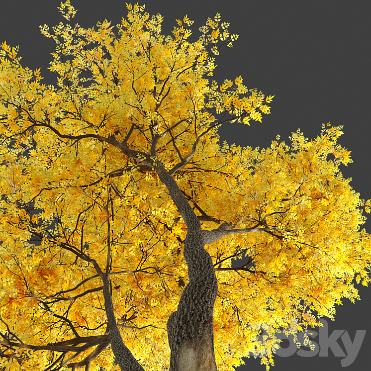 Autumn summit green ash (Fraxinus pennsylvanica Summit) 3DS Max - thumbnail 2