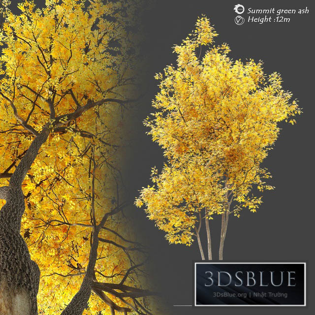 Autumn summit green ash (Fraxinus pennsylvanica Summit) 3DS Max - thumbnail 3