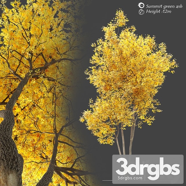 Autumn Summit Green Ash Fraxinus Pennsylvanica Summit 3dsmax Download - thumbnail 1