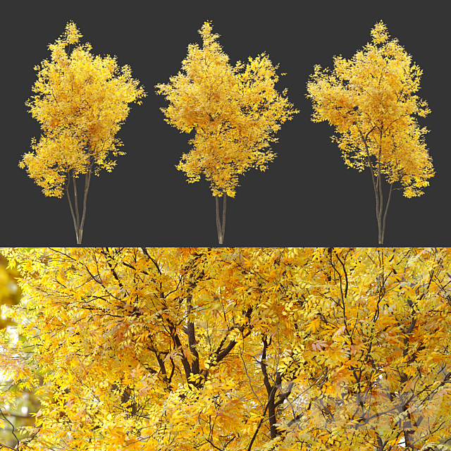 Autumn summit green ash (Fraxinus pennsylvanica Summit) 3DSMax File - thumbnail 3