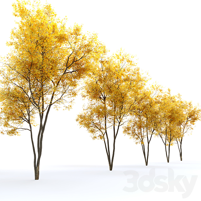 Autumn summit green ash (Fraxinus pennsylvanica Summit) 3DSMax File - thumbnail 4