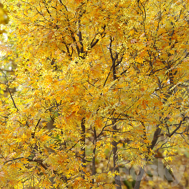 Autumn summit green ash (Fraxinus pennsylvanica Summit) 3DSMax File - thumbnail 5