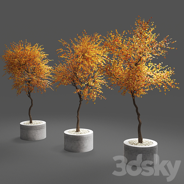 autumn trees 3ds Max - thumbnail 1