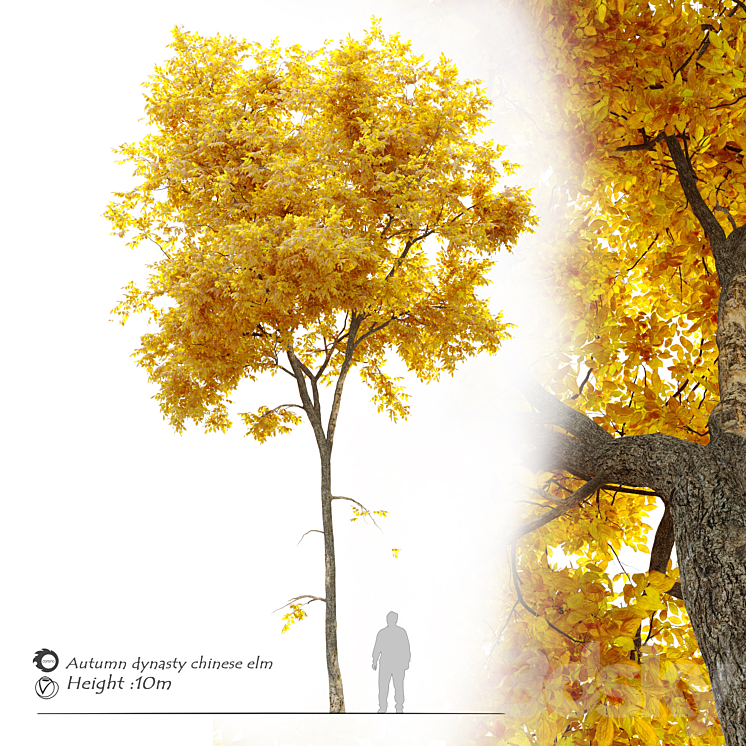 Autumn Ulmus parvifolia dynasty (Dynasty chinese elm) 3DS Max - thumbnail 1