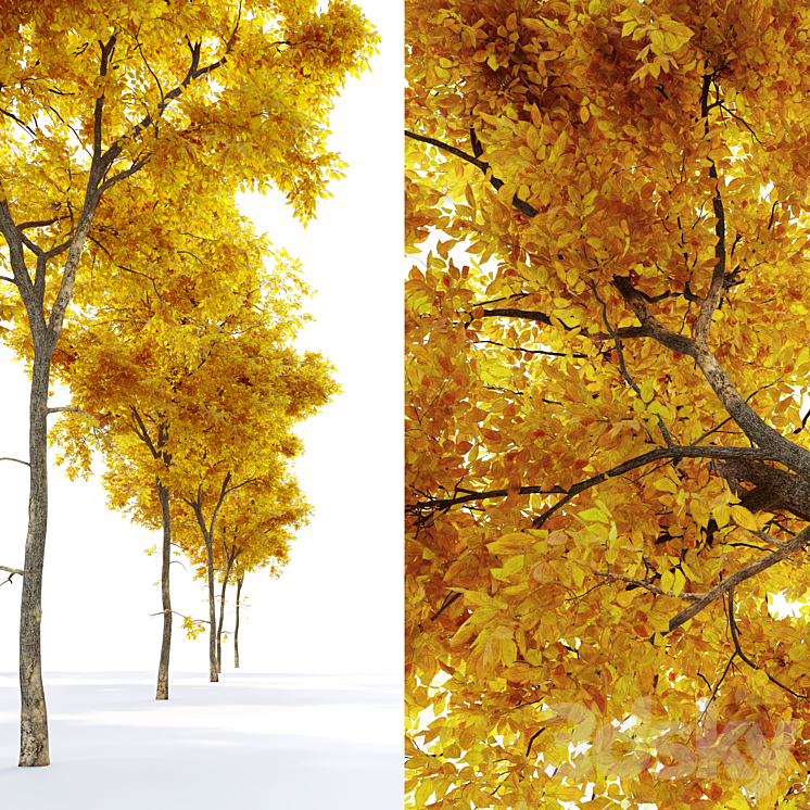 Autumn Ulmus parvifolia dynasty (Dynasty chinese elm) 3DS Max - thumbnail 2