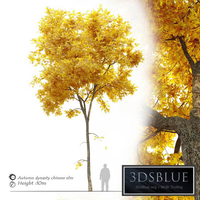 Autumn Ulmus parvifolia dynasty (Dynasty chinese elm) 3DS Max - thumbnail 3