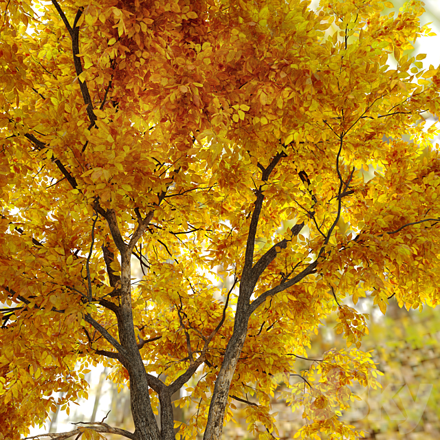 Autumn Ulmus parvifolia dynasty (Dynasty chinese elm) 3DSMax File - thumbnail 4