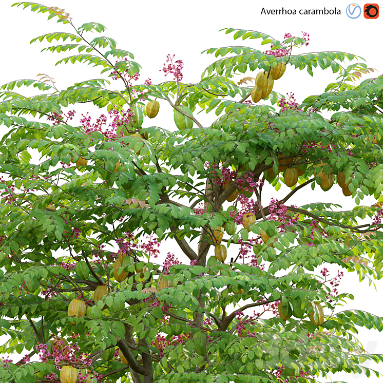 Averrhoa carambola – Starfruit tree 06 3DS Max Model - thumbnail 2