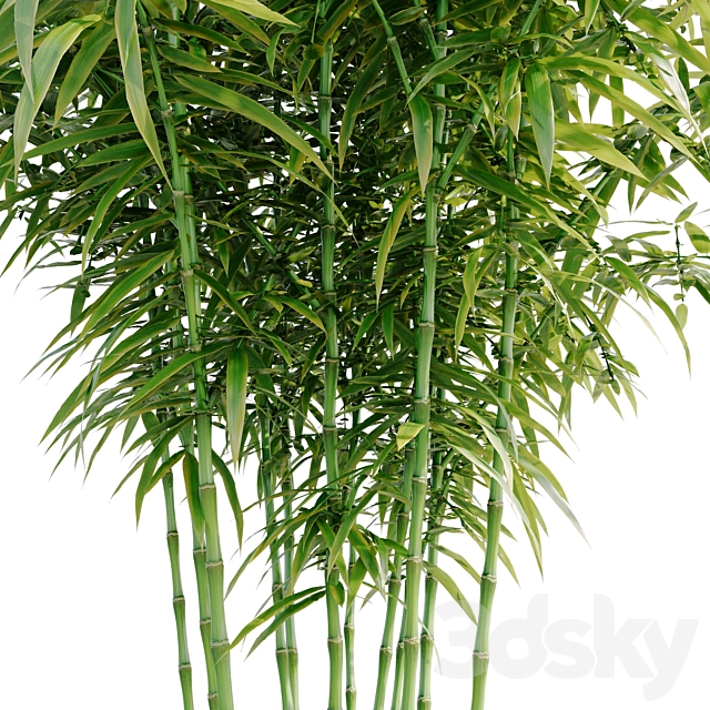 Bamboo Bush 3DS Max Model - thumbnail 2