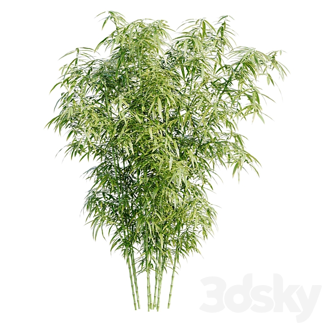 Bamboo Bush 3DS Max Model - thumbnail 6