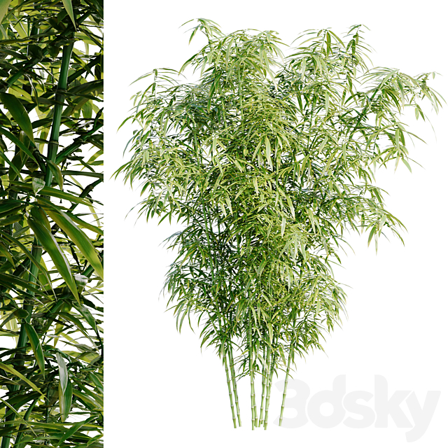 Bamboo Bush 3dsMax Model - thumbnail 1