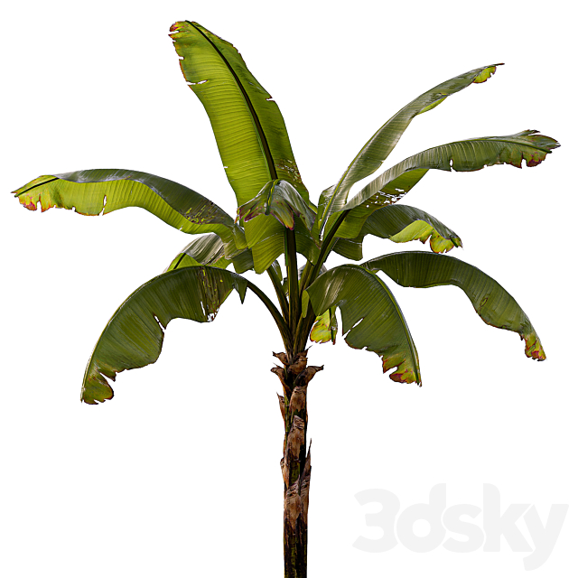 banana palm 3DS Max Model - thumbnail 3